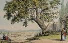 L'albero del poeta. La quercia del Tasso al Gianicolo