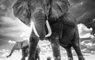 David Yarrow. Nella Natura Selvaggia