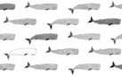 Andrea Antinori. 72 balene e altri animali