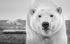 David Yarrow. Nella Natura Selvaggia