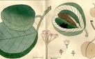 Botanica aegyptiaca in antichi volumi