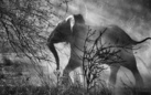 Genesi. Sebastião Salgado