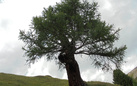 Patriarchi arborei. Il cammino di Andrea Mori alla ricerca delle 