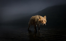 Wildlife Photographer of The Year. 57a edizione