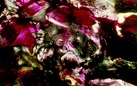 Stan Brakhage. The Dante Quartet