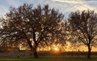 Atlante regionale degli Alberi Monumentali di Puglia