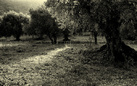 Sopraluoghi in Lucania. Sulle tracce del Vangelo Secondo Matteo di Pier Paolo Pasolini