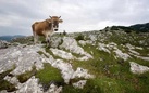 Gabriele de Filippo. Grassland. Praterie montane del Parco Nazionale del Cilento, Vallo di Diano e Alburni