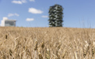 Festa del raccolto al campo di grano Wheatfield