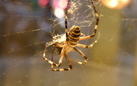 Ornella Stingo. Argiope