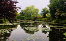 Presto al cinema l'incantesimo di acqua e luce di Monet