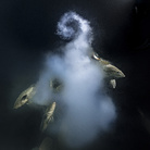 Wildlife Photographer of the Year. 57esima Edizione