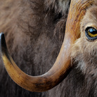 Riapertura della Galleria dei mammiferi del Museo di Storia Naturale dell'Università di Pisa