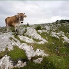 Gabriele de Filippo. Grassland. Praterie montane del Parco Nazionale del Cilento, Vallo di Diano e Alburni